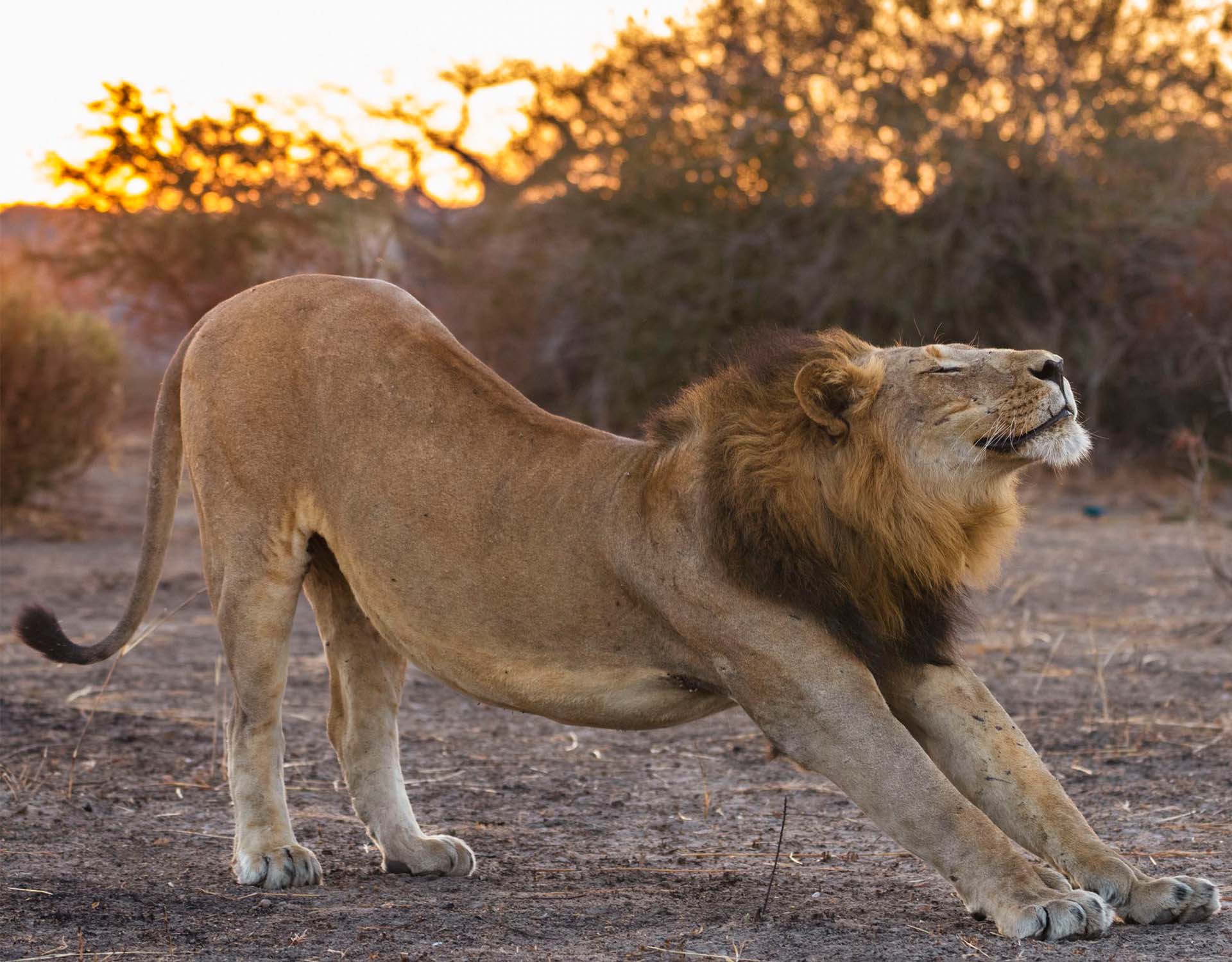 LUXURIA LIFESTYLE INTERNATIONAL WELCOMES THE SUPERB LION CAMP FROM ZAMBIA