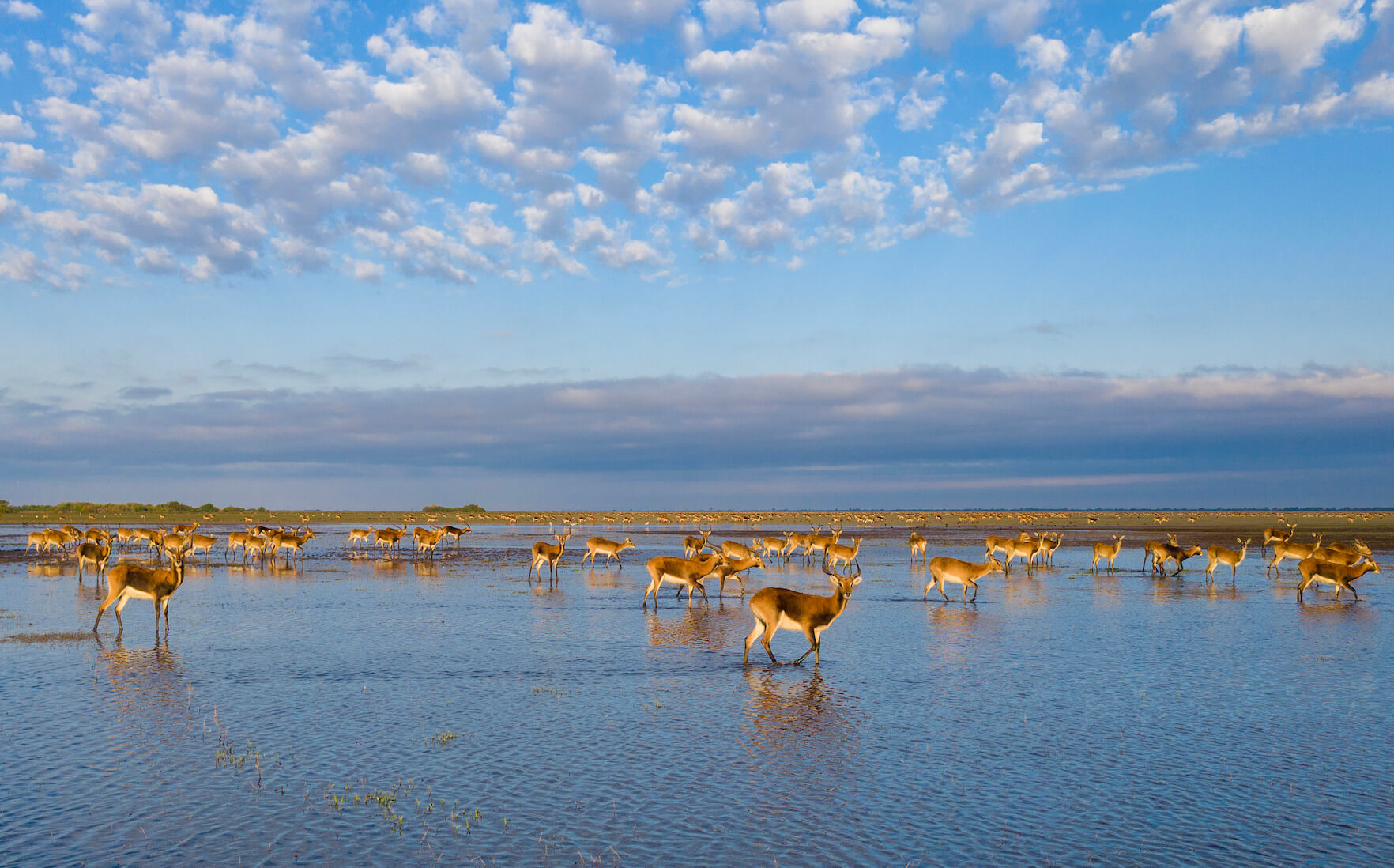 Beautiful Bangweulu
