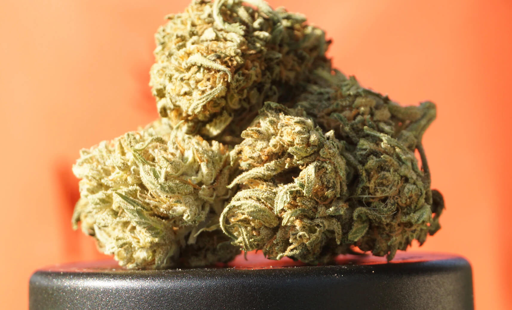 Tips for Storing CBD Hemp Flowers