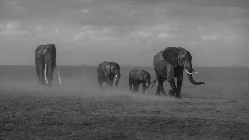 Black and white photo of a herd of elephants walking across dusty savanna plains under cloudy skies.