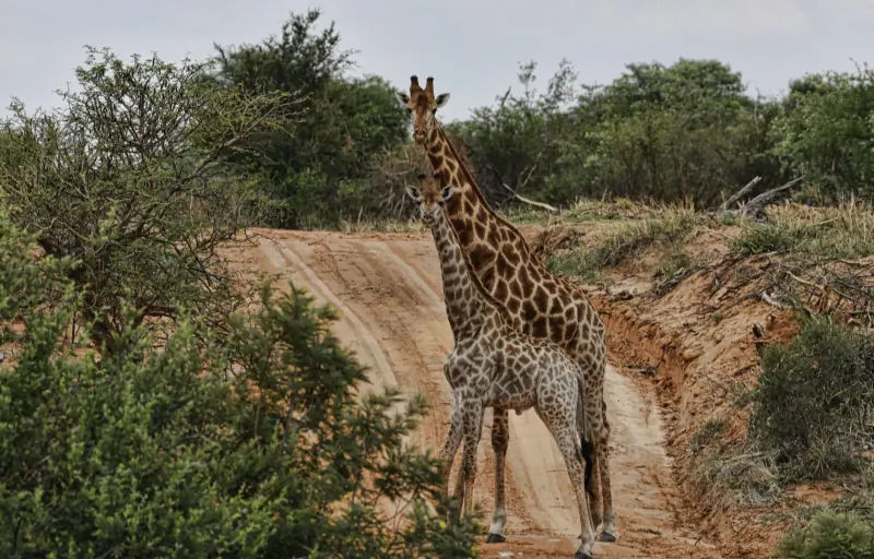 Two giraffes standing on a dirt road in the bushveld of Marataba Game Lodges, Waterberg.