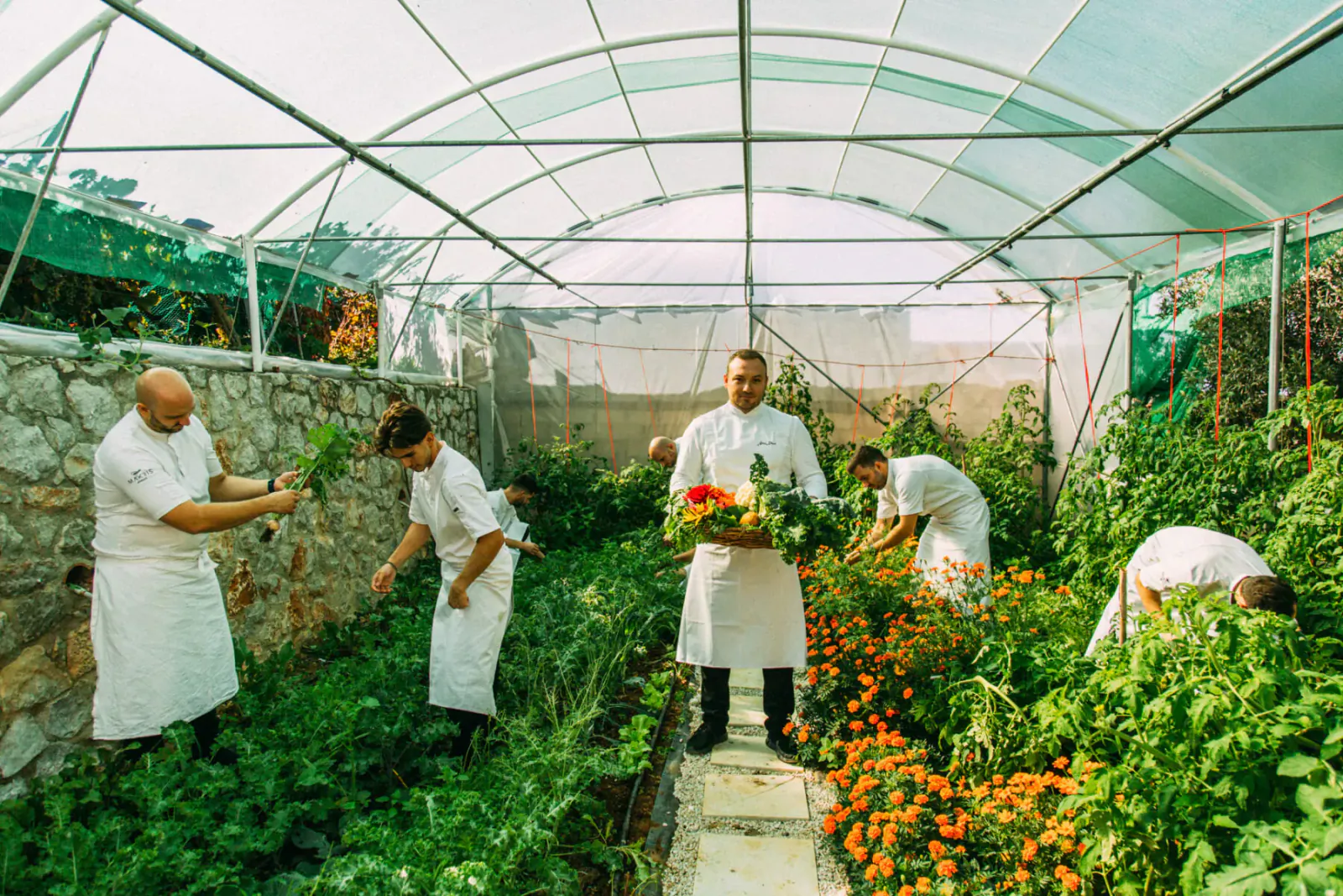 Chefs in white uniforms harvesting vegetables like tomatoes in a sunlit greenhouse.