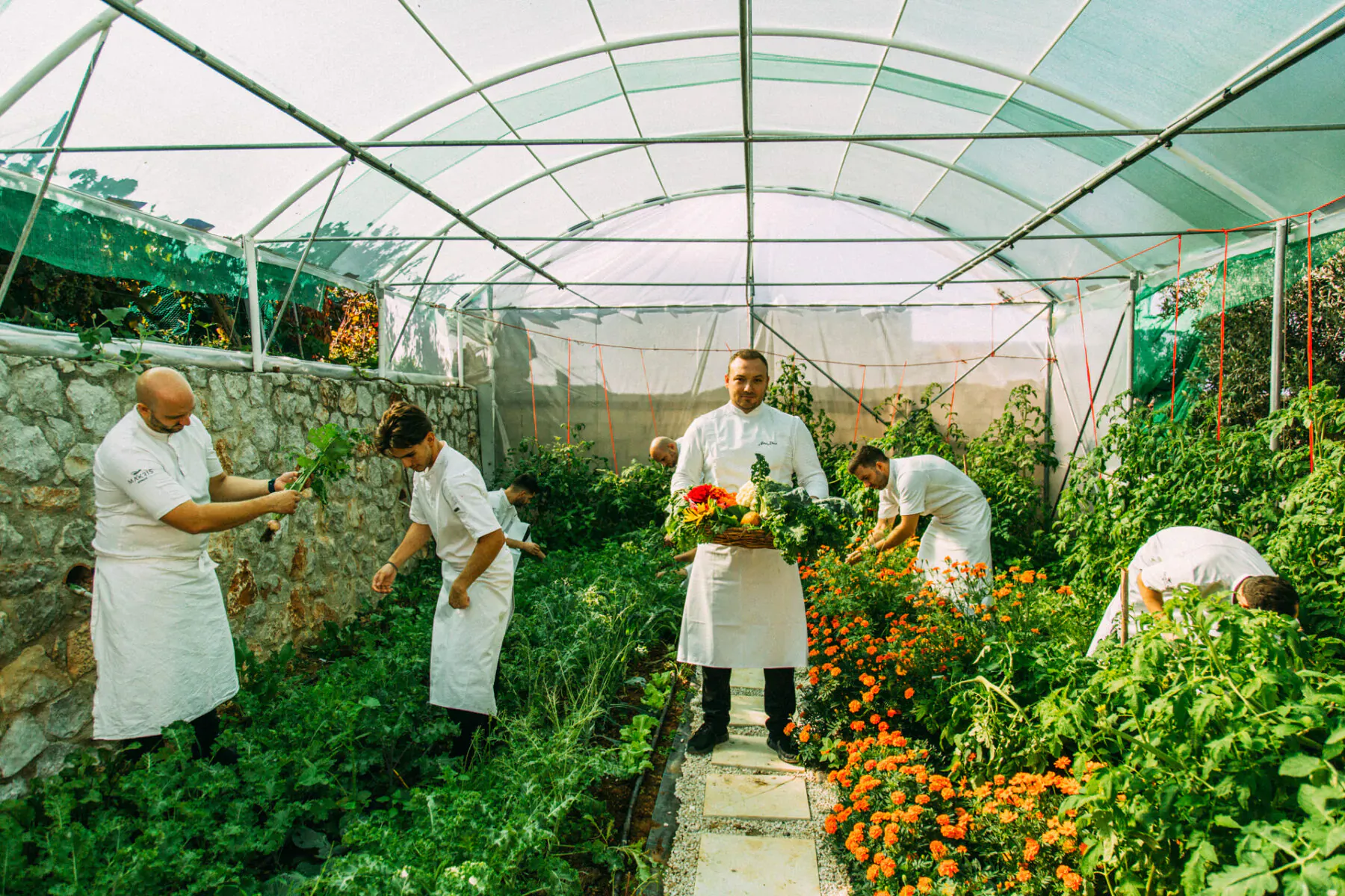 Chefs in white uniforms harvesting vegetables like tomatoes in a sunlit greenhouse.