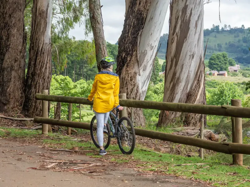 Woman in yellow raincoat walks her bike along a wooden fence amid tall eucalyptus trees in Dullstroom countryside