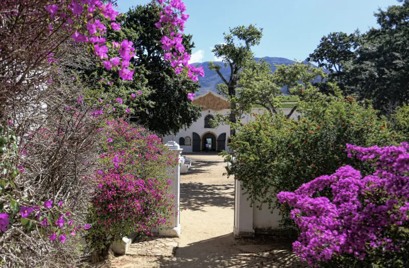 Pathway lined with vibrant pink bougainvillea leading to white Cape Dutch manor house at Groot Constantia, mountains behind.