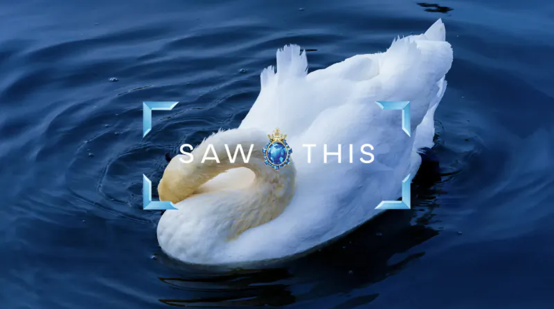 White swan with yellow beak on dark blue water, framed by blue 'Saw this made this' text overlay, Bombay Sapphire art campaign.