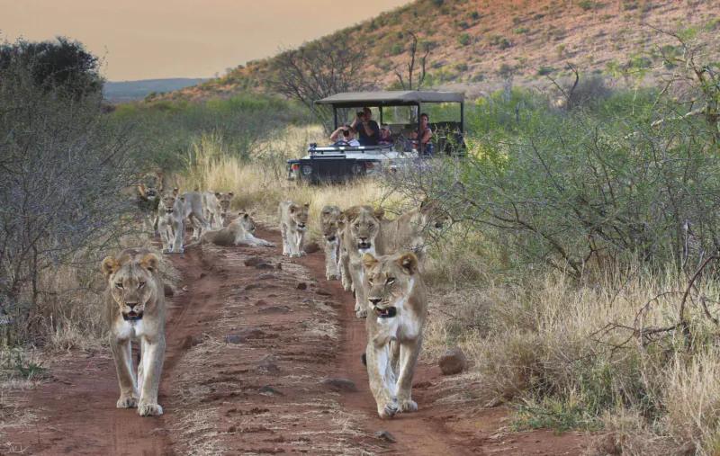 Pride of lions walking on red dirt road in Madikwe Game Reserve, safari jeep with tourists behind, bushveld sunset.