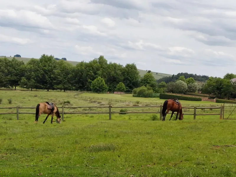 Two horses, bay and chestnut, grazing in lush green pasture near wooden fence, with hills and trees under cloudy sky.