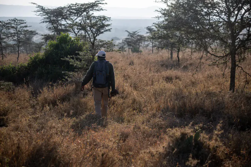 Person in hat, backpack, and camera walks away through golden grasslands and acacia trees at El Karama Lodge savanna.