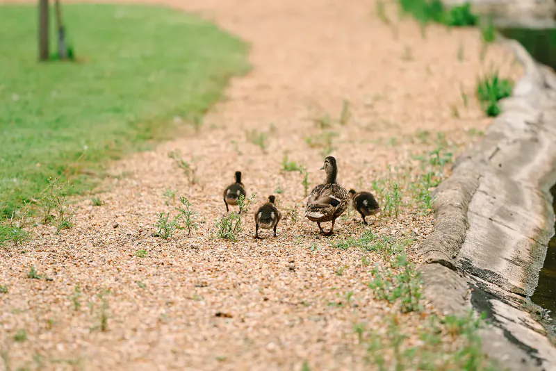 Mother duck and five fluffy ducklings walking on gravel path by pond edge in grassy park