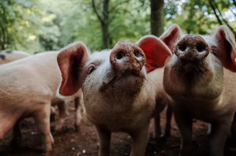 Close-up of three pink pigs with muddy snouts looking at camera in lush green forest setting
