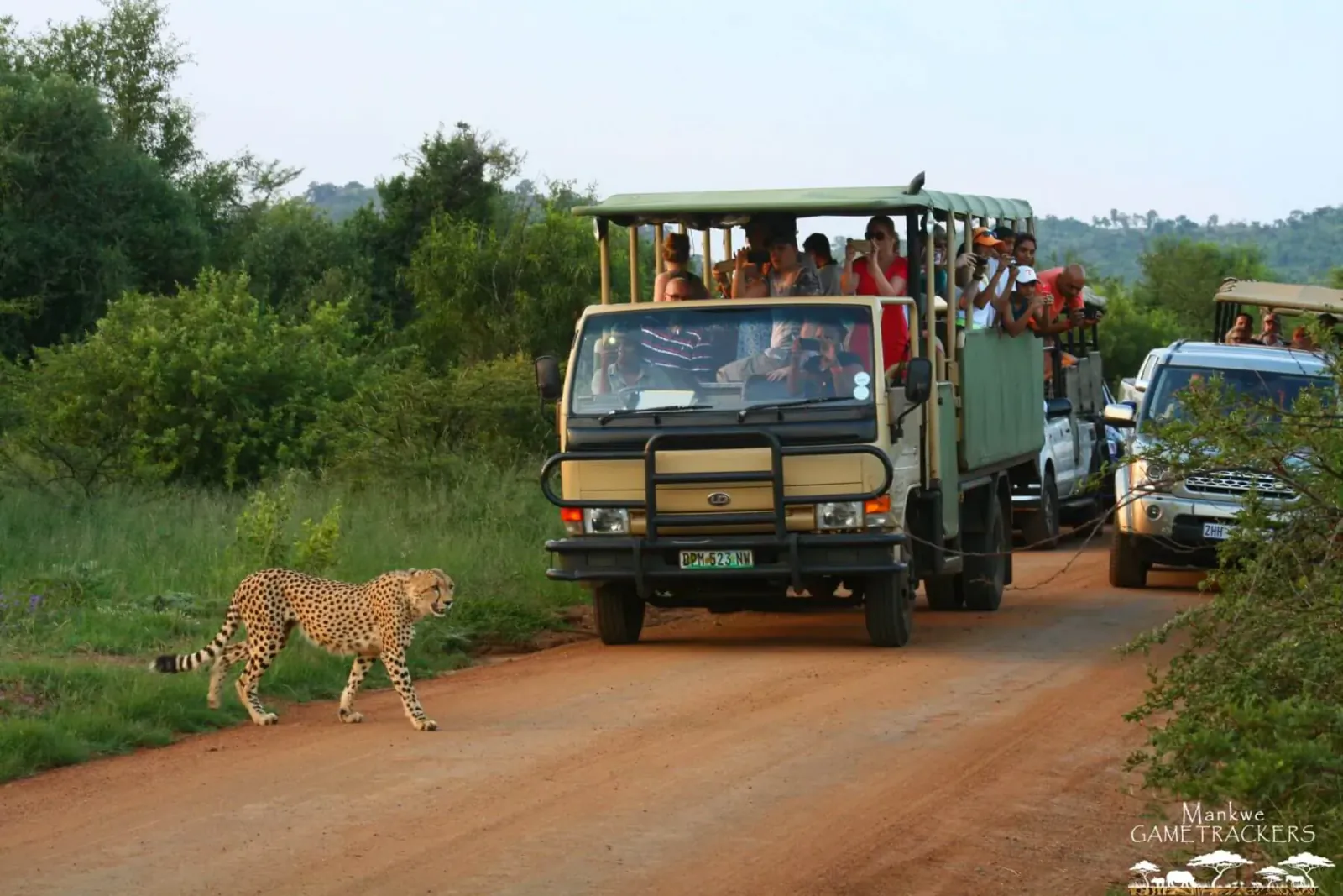 Cheetah walking on dirt road near green safari truck with tourists in African bushveld