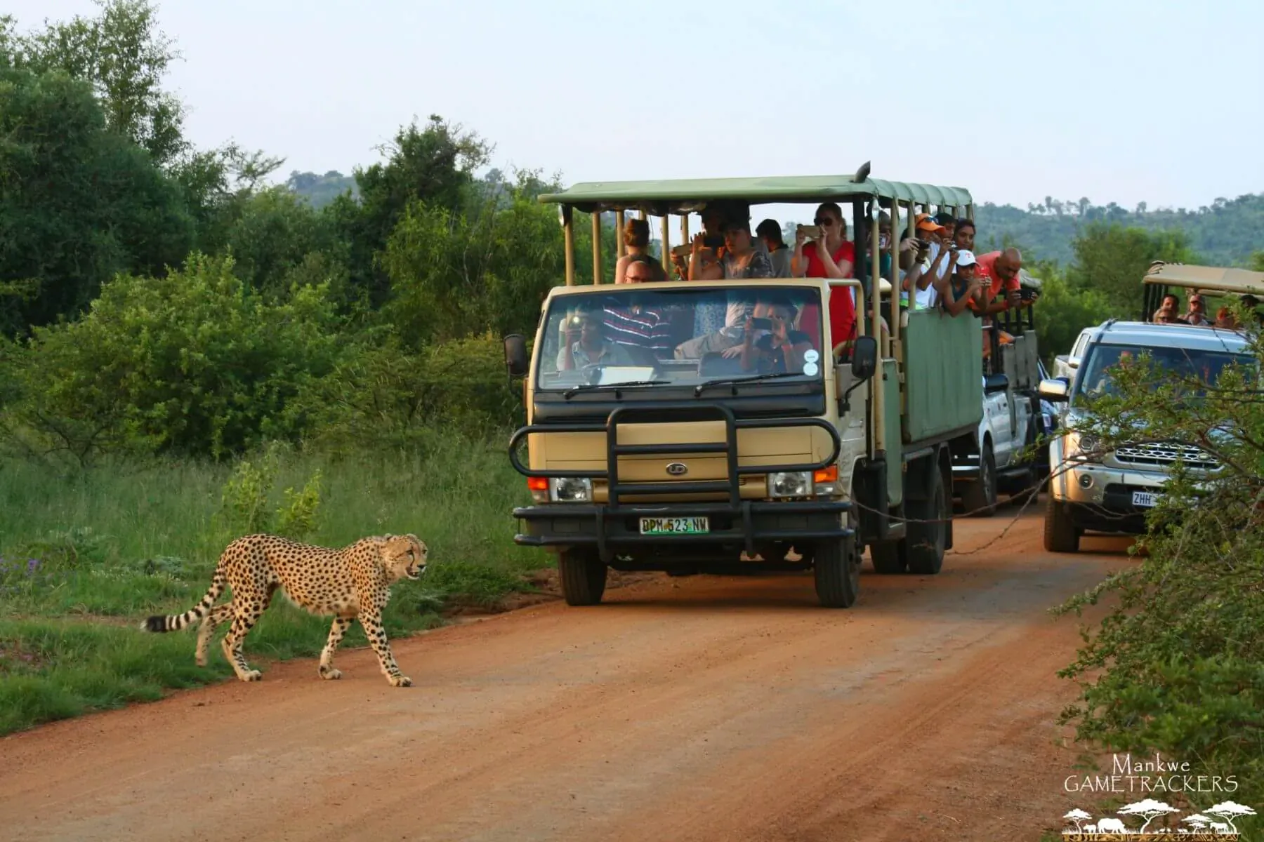 Cheetah walking on dirt road near green safari truck with tourists in African bushveld