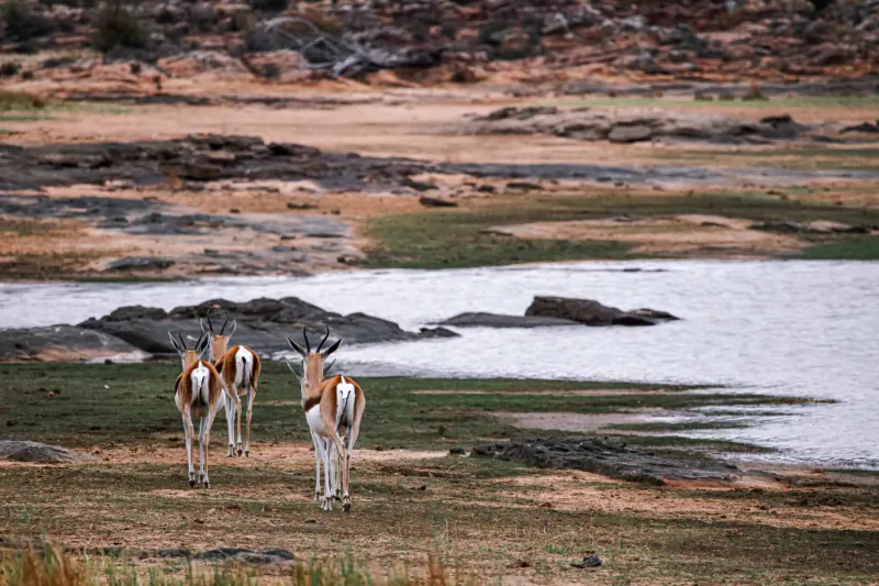 Three impala antelopes standing by a shallow watering hole amid rocky, arid savanna landscape.