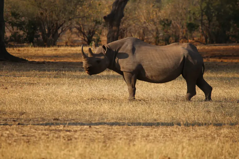 Black rhinoceros standing in dry golden grasslands near acacia trees at Victoria Falls, Zimbabwe