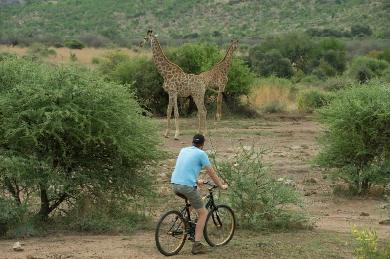 Cyclist in helmet biking on dirt path in savanna with two giraffes standing nearby amid bushes