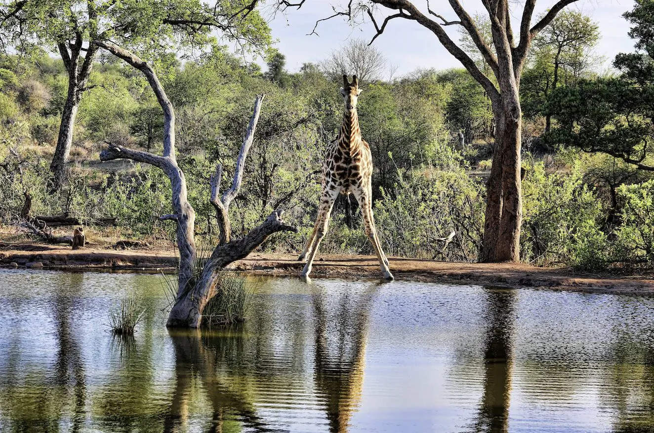 Giraffe standing by watering hole in lush African bushveld, with clear reflection in the water.