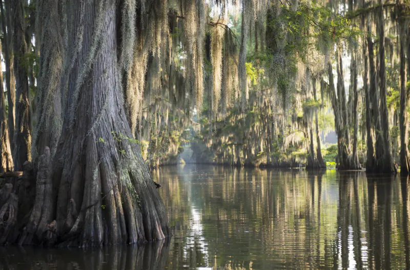 Serene swamp waterway lined with moss-draped cypress trees, reflecting in calm water.