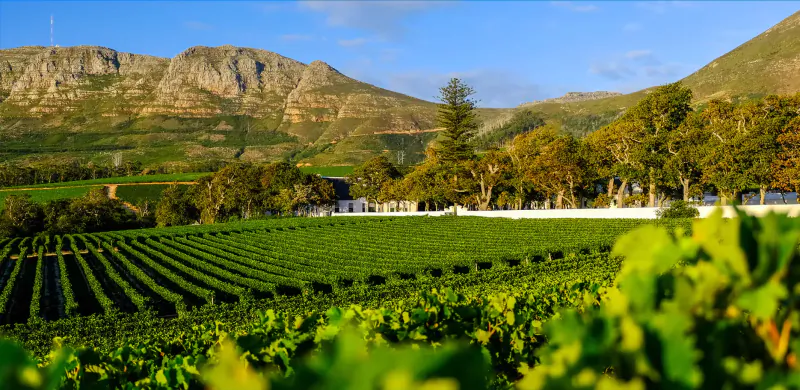 Groot Constantia vineyard with lush green grapevines in foreground, white manor house, and rugged mountains under blue sky.