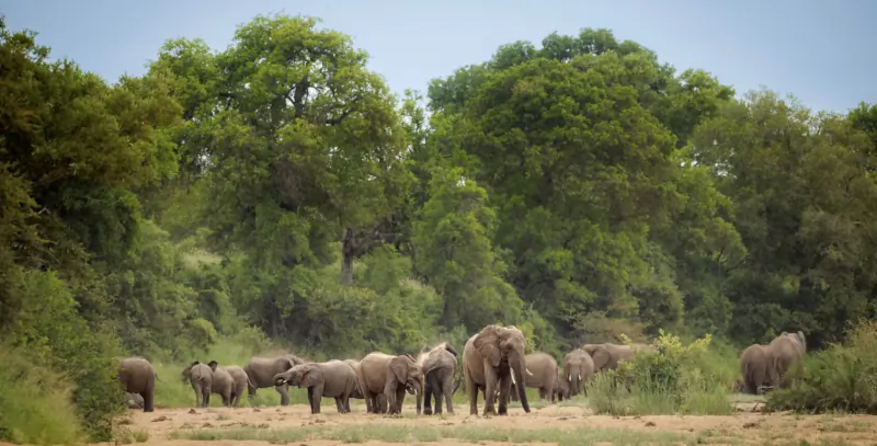 Herd of elephants grazing in lush Timbavati bushveld with acacia trees and open plains.