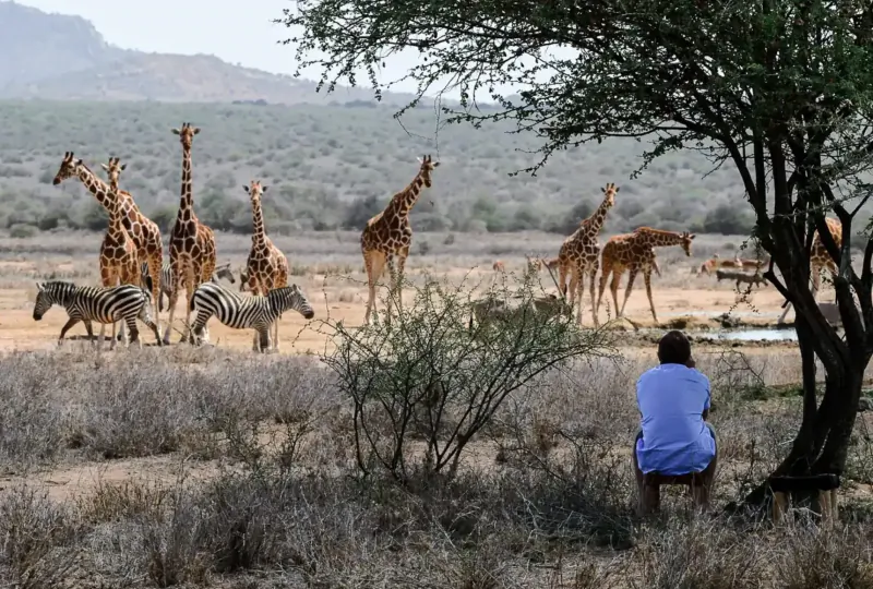 Person in blue sits under acacia tree watching herd of giraffes and zebras in African savanna at Tumaren Camp
