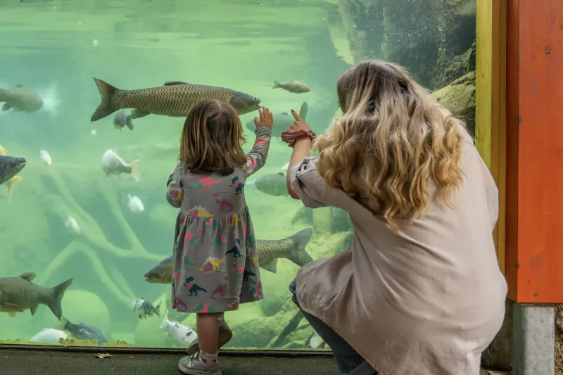 Blonde mother kneeling with excited toddler girl pointing at salmon and fish in large aquarium at zoo