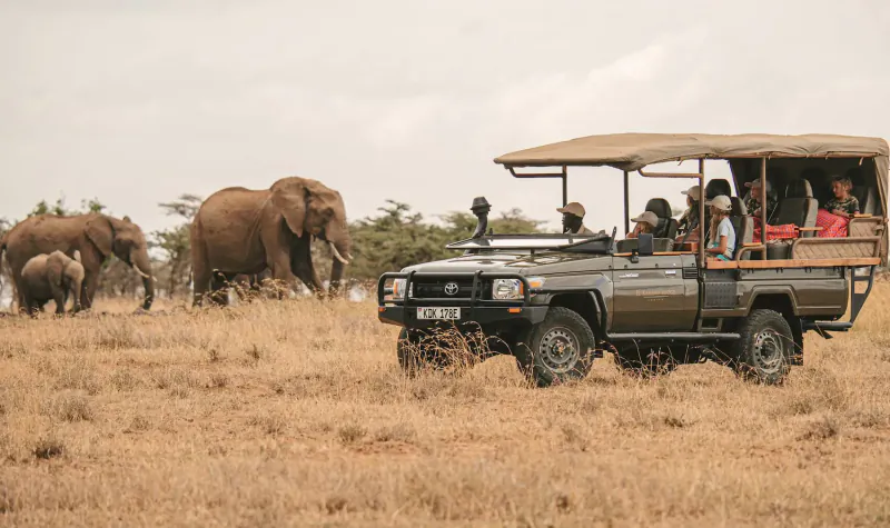 Safari jeep with tourists observing a herd of elephants on the grassy plains of Laikipia, Kenya