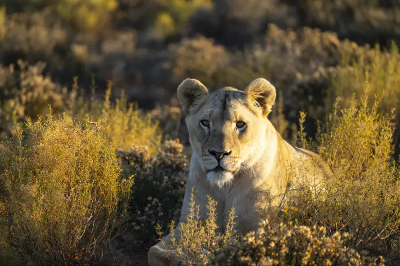 Close-up of lioness lying alertly in golden dry grasslands at sunset