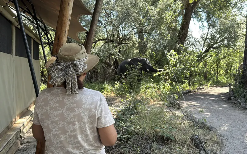 Woman in beige hat and scarf stands by safari tent, viewing elephant in lush Botswana bushveld