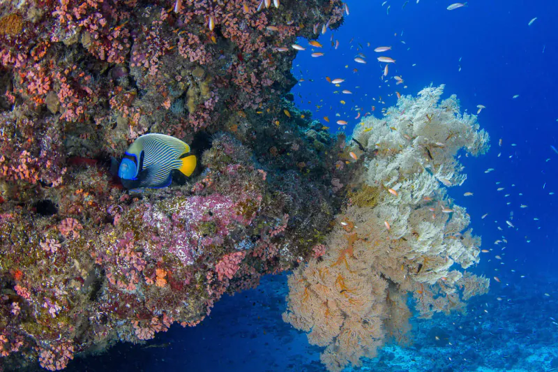 Blue and yellow angelfish swims near coral reef and fan coral in clear blue Seychelles waters with small fish.