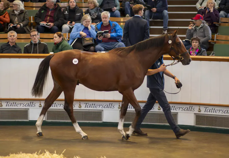 Bay colt with number tags led by handler in Tattersalls sales ring, surrounded by spectators in stands.