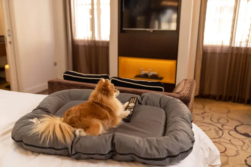 Fluffy red Pomeranian sitting on dog bed in luxury Sheraton hotel room, watching TV on wall-mounted screen.