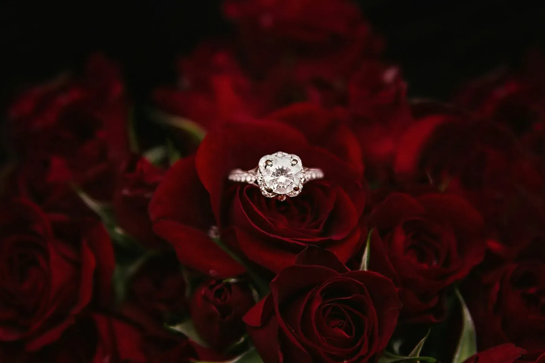 Close-up of sparkling diamond engagement ring on 14K gold nestled in red roses