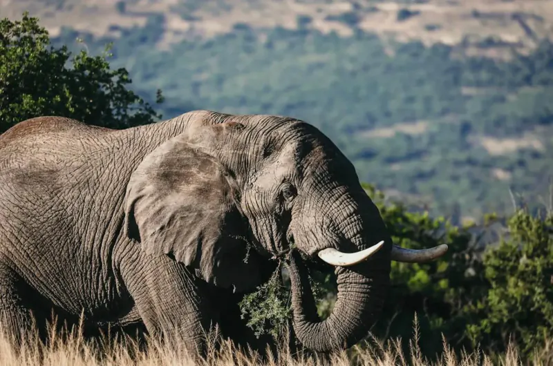African elephant with long tusks foraging in tall grass at Nambiti Hills game reserve, with hills and trees in background.