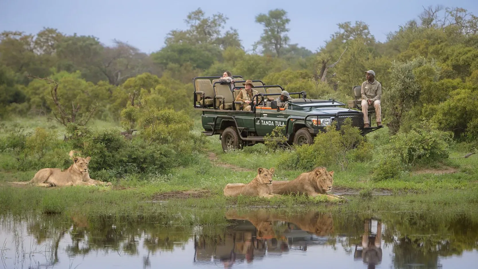 Lions lounging by water's edge with reflection, green safari vehicle and guides in Timbavati bushveld.