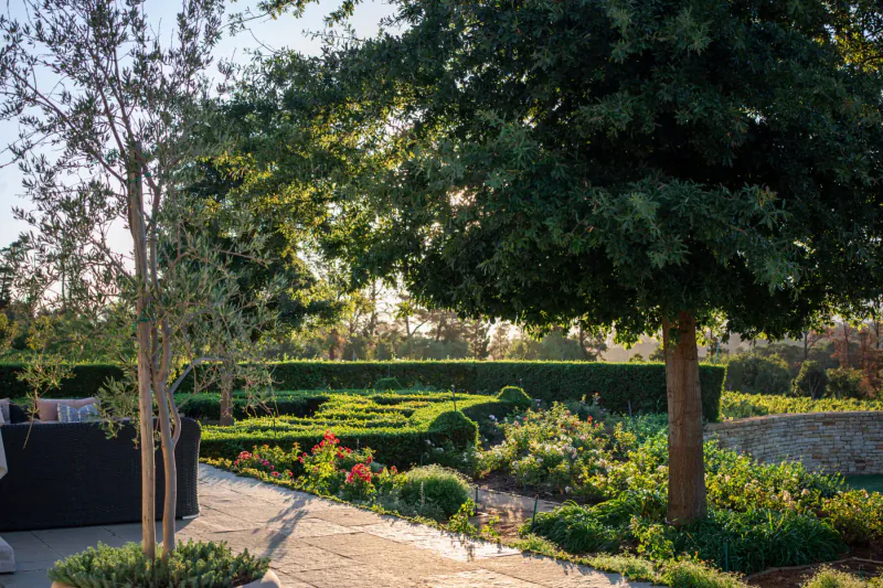 Sunlit garden path at Brookdale Wine Estate with olive trees, hedges, flower beds, and stone wall.