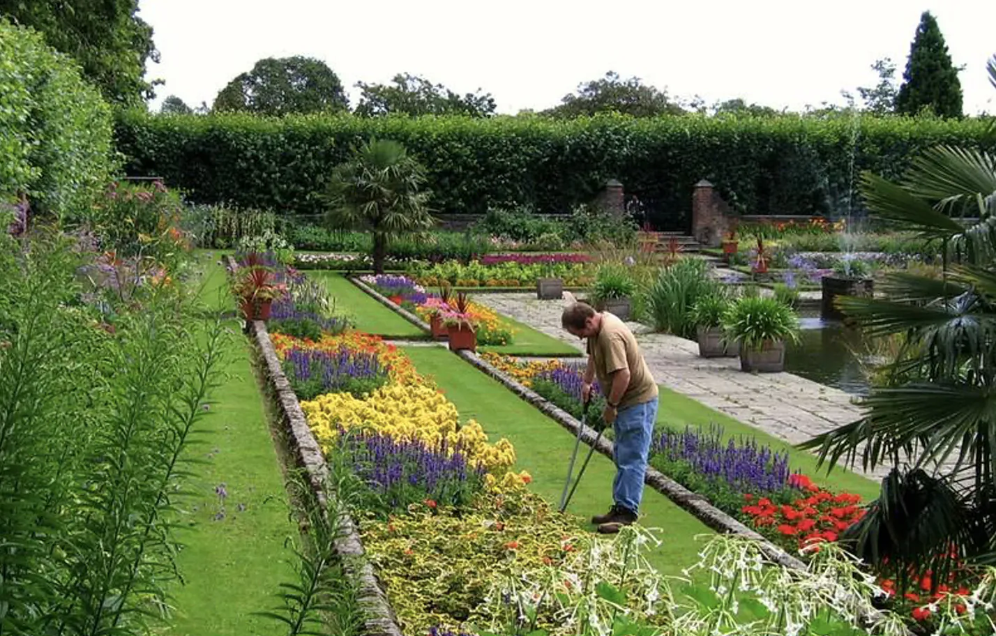 Gardener bending over inspecting vibrant flower beds in lush formal garden with pond and hedges