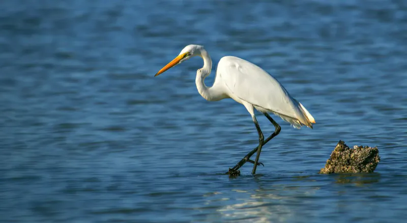 White heron with orange beak stands on rock in blue water