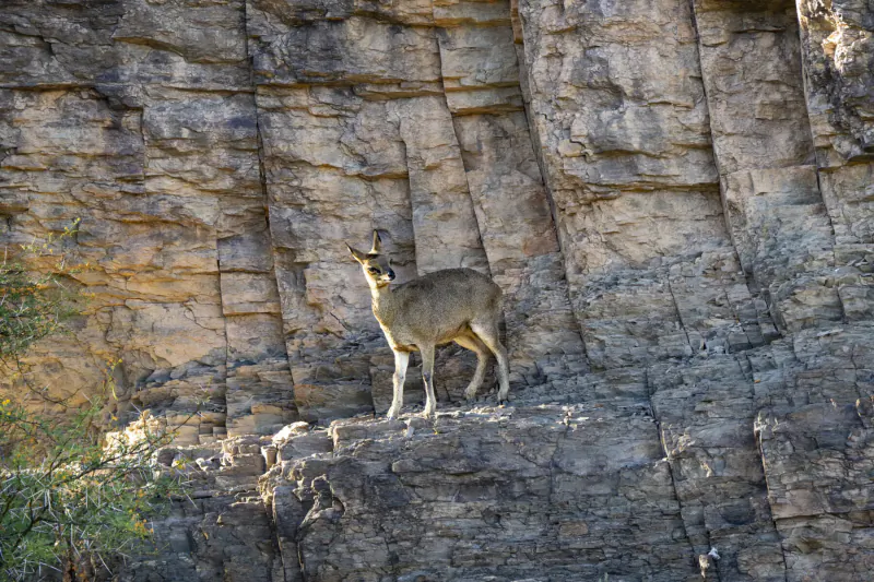 Klipspringer antelope standing alert on rocky cliffside in golden light