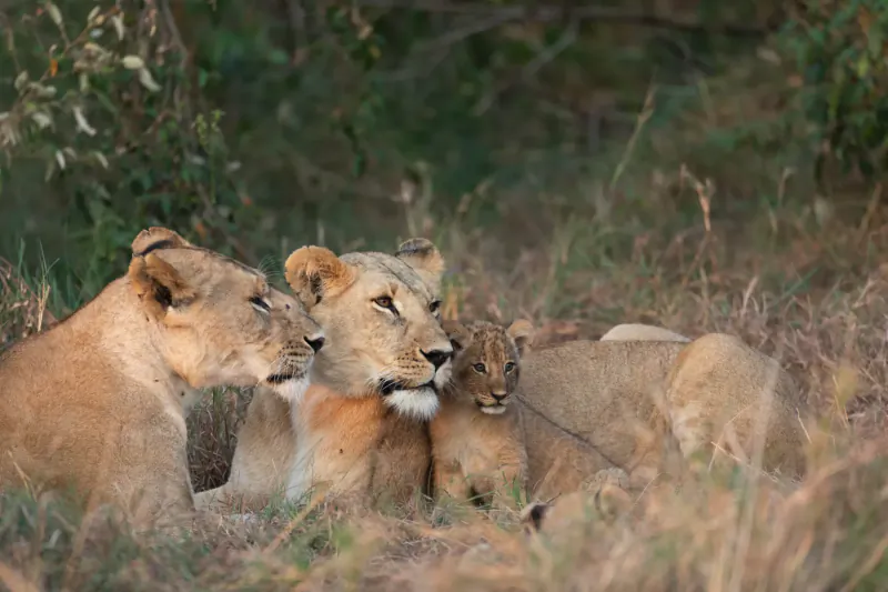 Lioness with three playful lion cubs cuddling in grassy savanna bushland