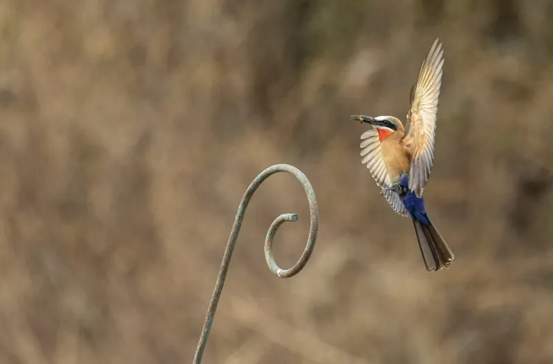 Bee-eater bird with orange breast and blue tail flying near curly metal perch in blurred natural background