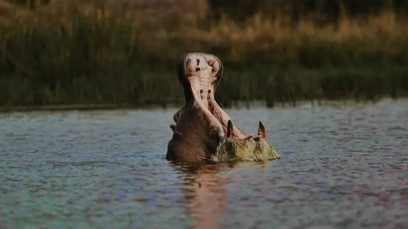 Hippo yawning with wide-open mouth in shallow water at Marataba Game Lodges, Waterberg.