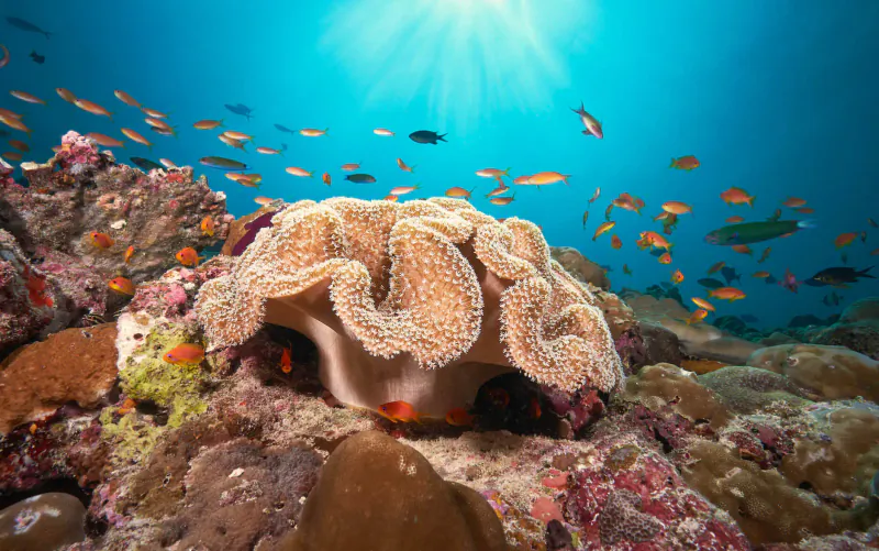 Large beige brain coral on colorful reef with schools of tropical fish, sunbeams in blue ocean water