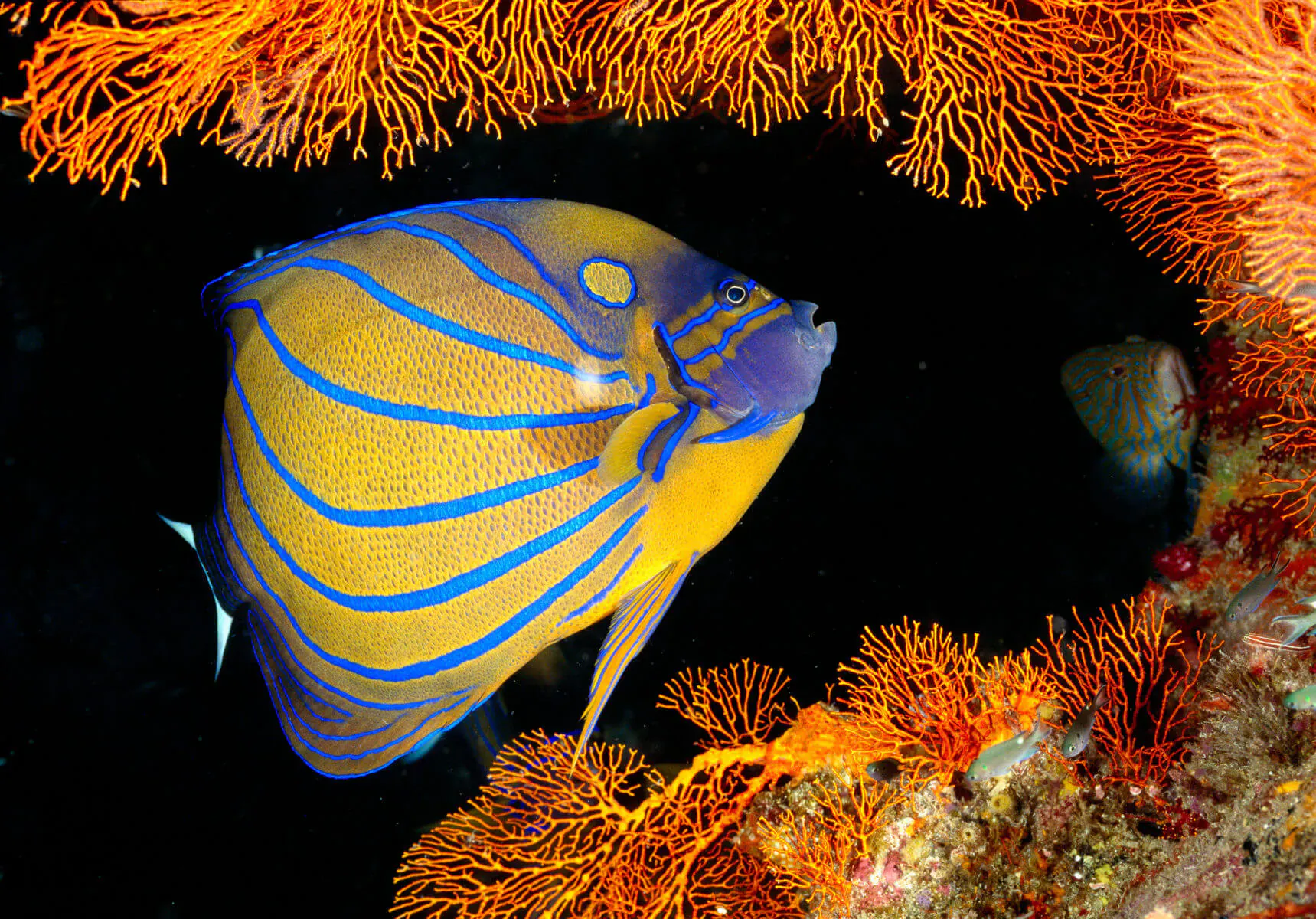 Blue angelfish with yellow stripes swims amid vibrant orange gorgonian corals in Caribbean underwater scene