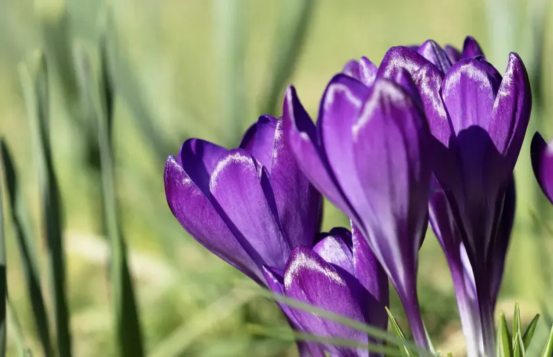 Close-up of vibrant purple crocus flowers blooming among green grass blades