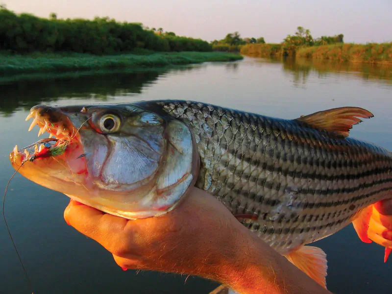 Close-up of a striped barbel fish with open mouth held by hand over Okavango river at sunset