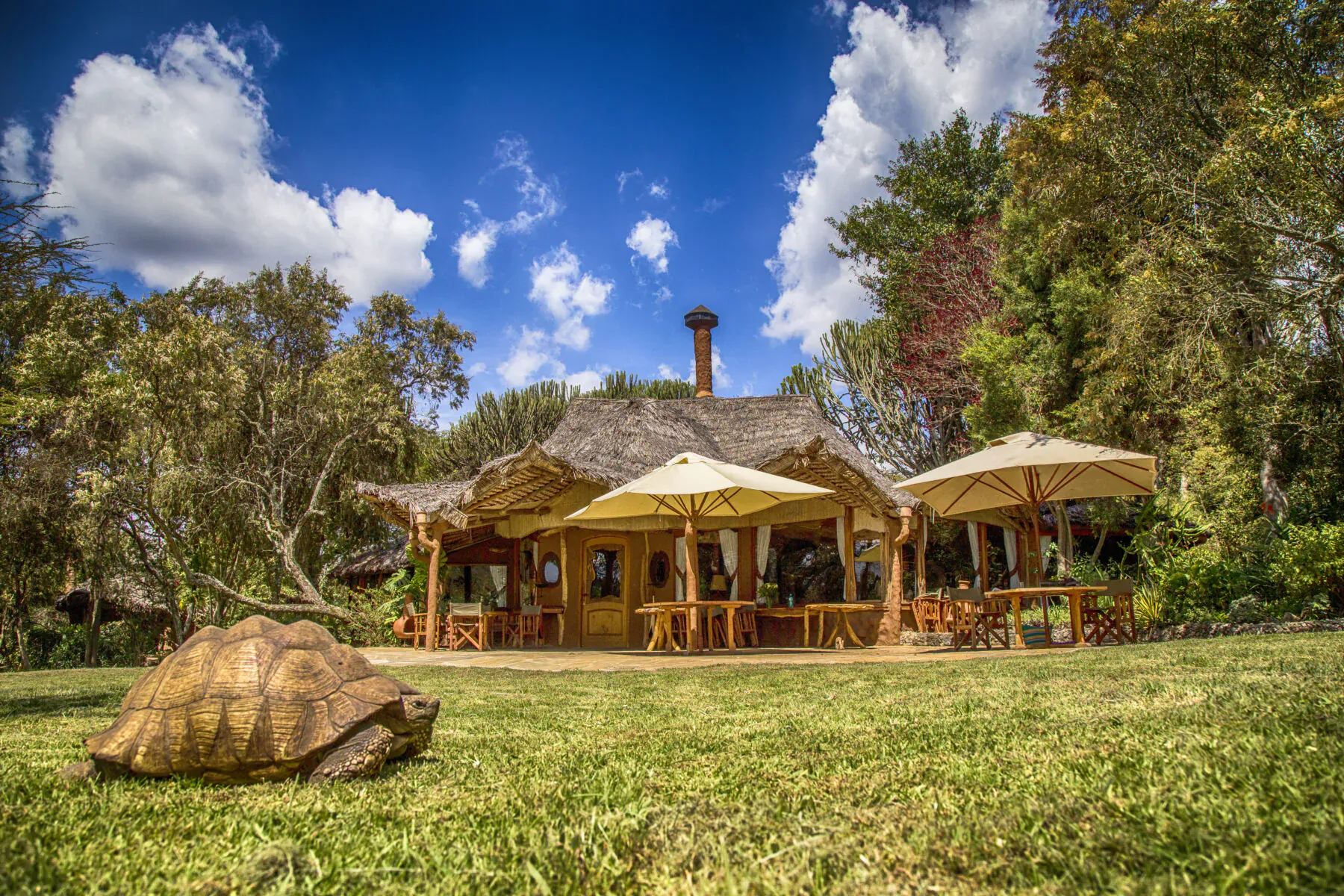 Chui Lodge at Lake Naivasha, Kenya: thatched African lodge with umbrellas on wooden deck amid trees, giant tortoise on green lawn under blue sky.