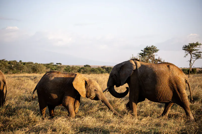 Two elephants playfully intertwining trunks in golden savanna grasslands under cloudy sky