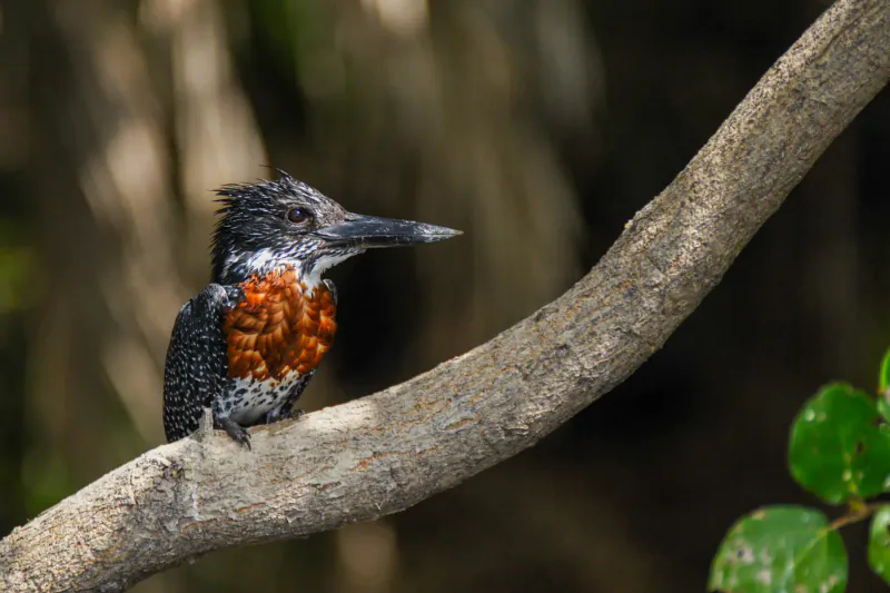 Close-up of rufous-capped kingfisher perched on branch in lush green Okavango Delta setting