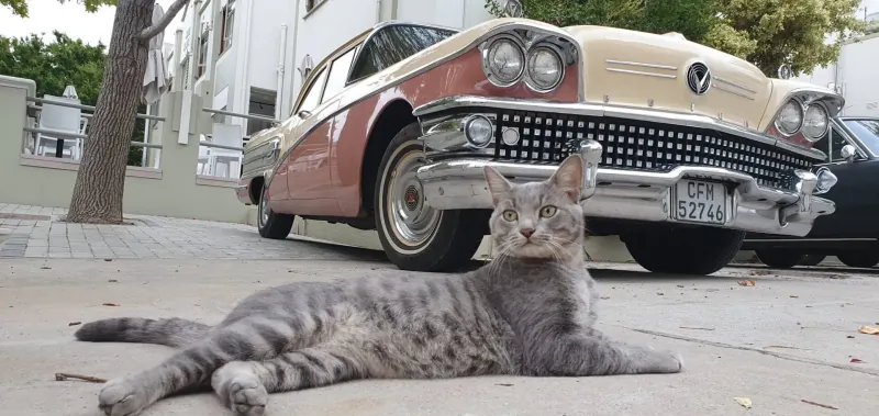 Gray tabby cat lying on sidewalk in front of vintage cream and red Buick with license plate 'MTG 123' at Montagu hotel.